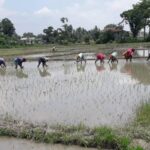 झापामा ६२ प्रतिशत क्षेत्रफलमा धान रोपाइँ