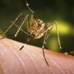 जापानिज इन्सेफ्लाइटिसबाट झापामा ६ जनाको मृत्यु