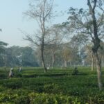 नेपाली चिया निर्यातमा भारतद्वारा बारम्बार अवरोध