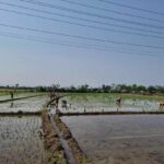 यस वर्ष झापामा ९४ प्रतिशत क्षेत्रमा धान रोपाइँ
