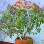 आजदेखि तुलसी पूजा र आकाशदीप दान सुरु